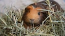 Guinea pig eats hay