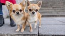 Two Chihuahuas stand on a staircase