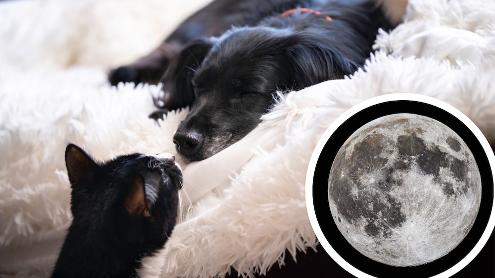 A dog sleeps while a cat watches him.