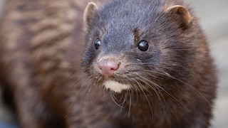A Mink in the Wild