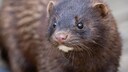 A Mink in the Wild