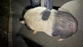 Potbellied Pig Peppa Spotted on the Streets of Bremen