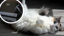 The cat rolls over