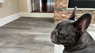 A French bulldog, with barely any nose left, sits on the sofa.