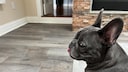 A French bulldog, with barely any nose left, sits on the sofa.