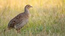 The partridge, designated as the Bird of the Year 2026, in a field