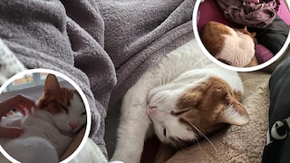 Collage of Remo the cat sleeping with his head on his pillow