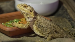 A bearded dragon at its bowl.