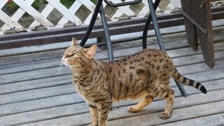 A Savannah Cat in the Residential Area
