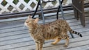 A Savannah Cat in the Residential Area