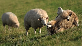Sheep Lies on Its Back on the Dike