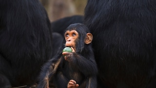 A young chimpanzee eats