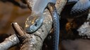 Black Mamba on a Branch
