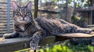Cat Simon at the Mölln Animal Shelter is one of the animals you can get to know through the new AI hotline "Call a Pet."