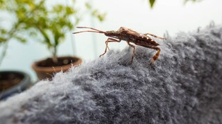 Bug in the Apartment