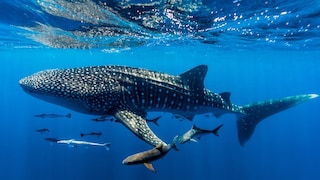 Whale sharks and other species swim in the water—and, according to a study, are most affected by potential deep-sea mining.