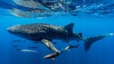 Whale sharks and other species swim in the water—and, according to a study, are most affected by potential deep-sea mining.