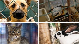 Collage of Dog, Turtle, Cat, and Rabbit at the Animal Shelter