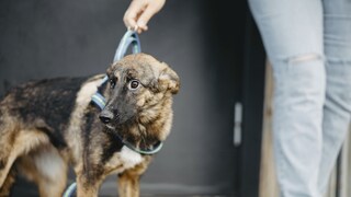 Dog Looks Fearfully to the Side