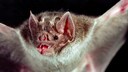 Vampire Bat