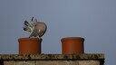 Pigeon on Chimney