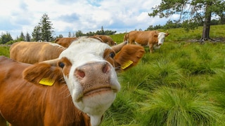 A happy cow with its herd in the pasture