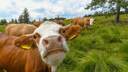 A happy cow with its herd in the pasture