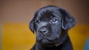 Labrador puppy