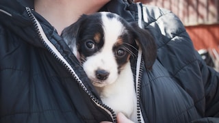 Puppy Found Under a Person's Jacket