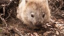 A Wombat in the Underbrush