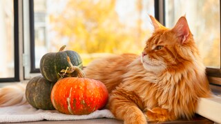 Cat Lies with Decorative Gourds on the Windowsill