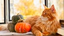 Cat Lies with Decorative Gourds on the Windowsill