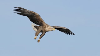 More and more often, you can see the majestic animals on Usedom.