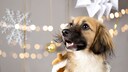 Many pet owners want to treat their dogs to an advent calendar during the holiday season. However, there are significant differences in quality and price.