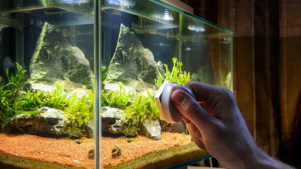 Magnetic cleaner used to remove algae from aquarium