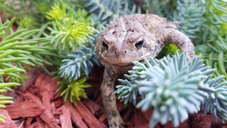 A common toad climbs around in the flower bed