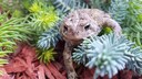 A common toad climbs around in the flower bed