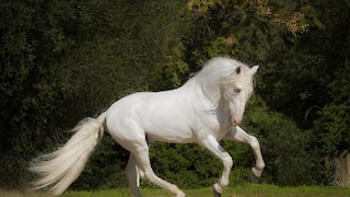 Andalusian