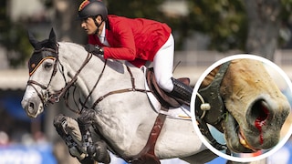 Show Jumping Horse Jumps