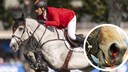 Show Jumping Horse Jumps