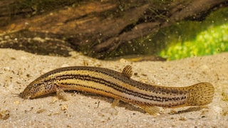 A flathead gudgeon on the bottom while swimming