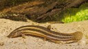 A flathead gudgeon on the bottom while swimming