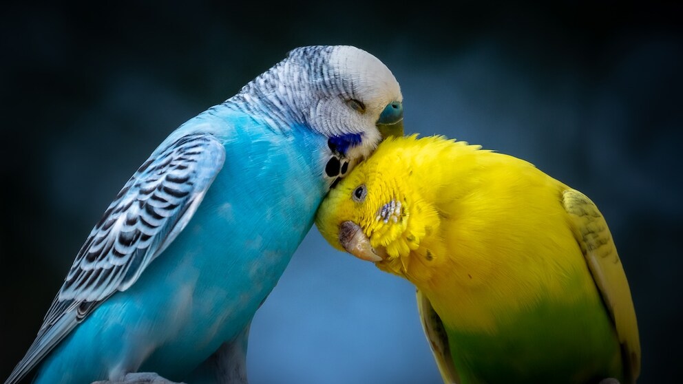 Budgerigars display their vitality through lively social behavior, vigorous preening, and vibrant colors—all of which contribute to a long life.