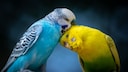 Budgerigars display their vitality through lively social behavior, vigorous preening, and vibrant colors—all of which contribute to a long life.