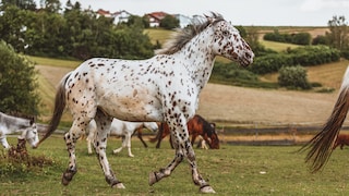 Spotted Horse