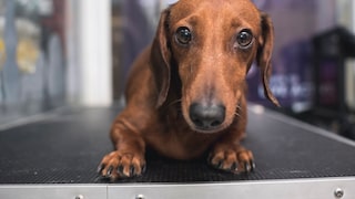 Brown Dachshund Looks Pained
