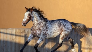 Appaloosa Racing