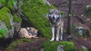 Wolves in a green, mossy forest