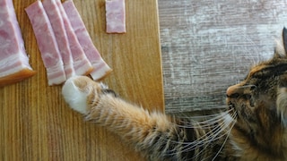 Cat Uses Paw to Snatch Ham from Table
