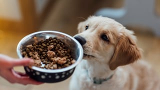Young Dog Sniffs at Its Bowl